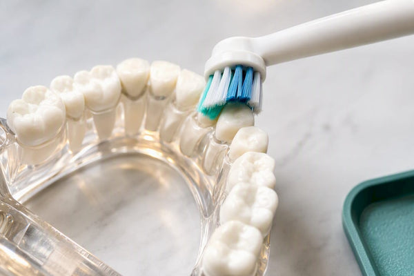 Bristles covering a complete dental arch