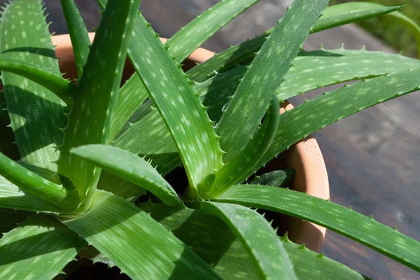 Aloe vera toothpaste